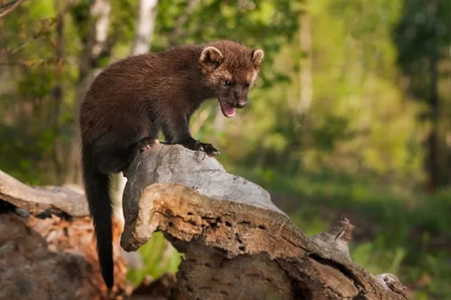 Do Fisher Cats Attack Humans? 