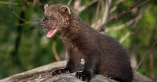 Do Fisher Cats Attack Humans?