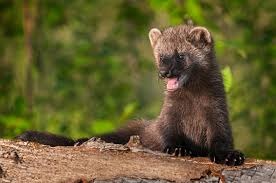 Do Fisher Cats Attack Humans?