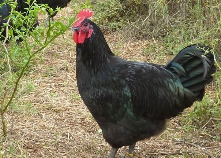 Black Sex Link Chicken Breed