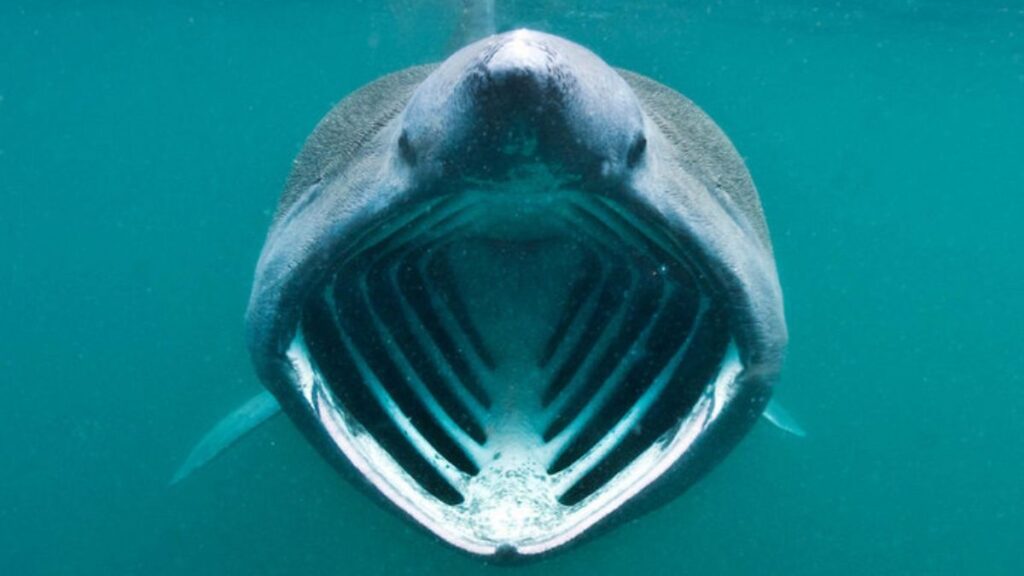 Do Basking Sharks Attack Humans? 