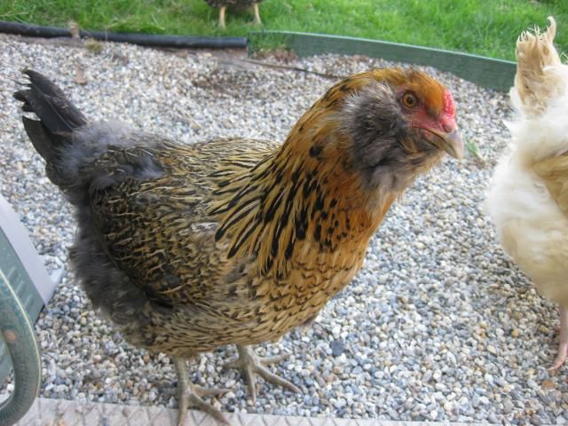 Easter Egger Chicken Breed