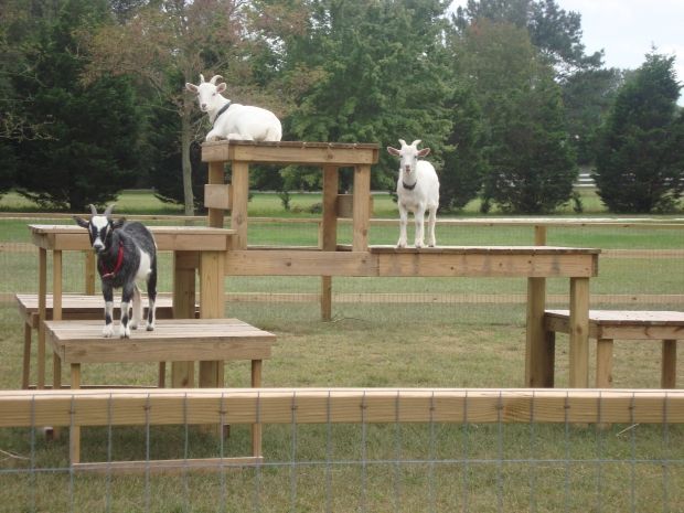 Cheap Goat Toys for Enrichment and Entertainment