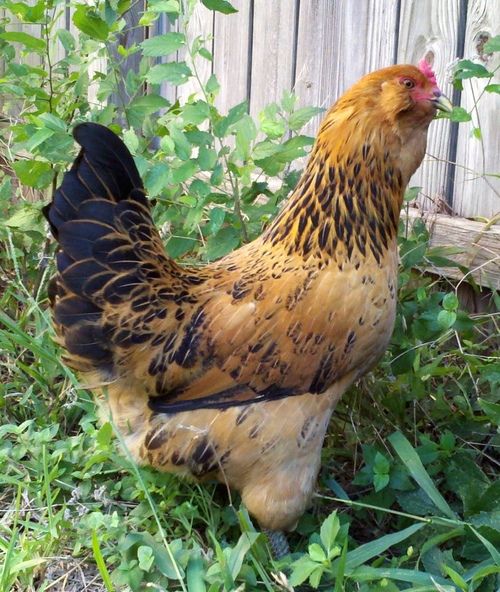 Easter Egger Chicken Breed