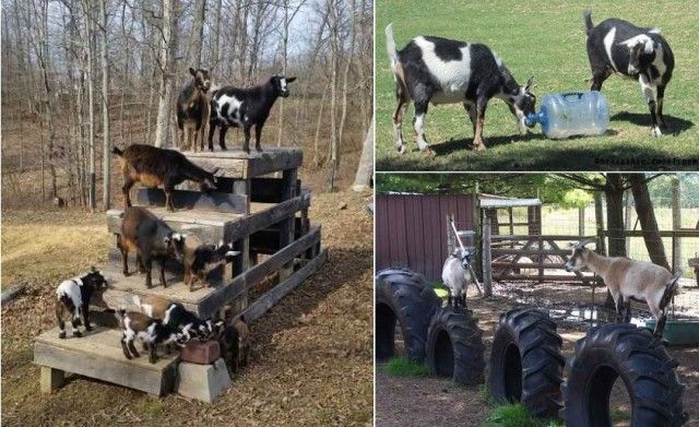 Cheap Goat Toys for Enrichment and Entertainment