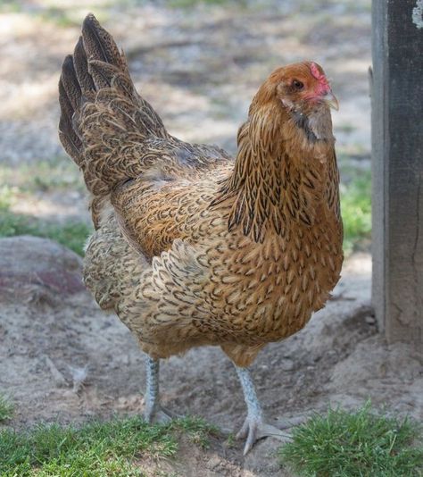 Easter Egger Chicken Breed