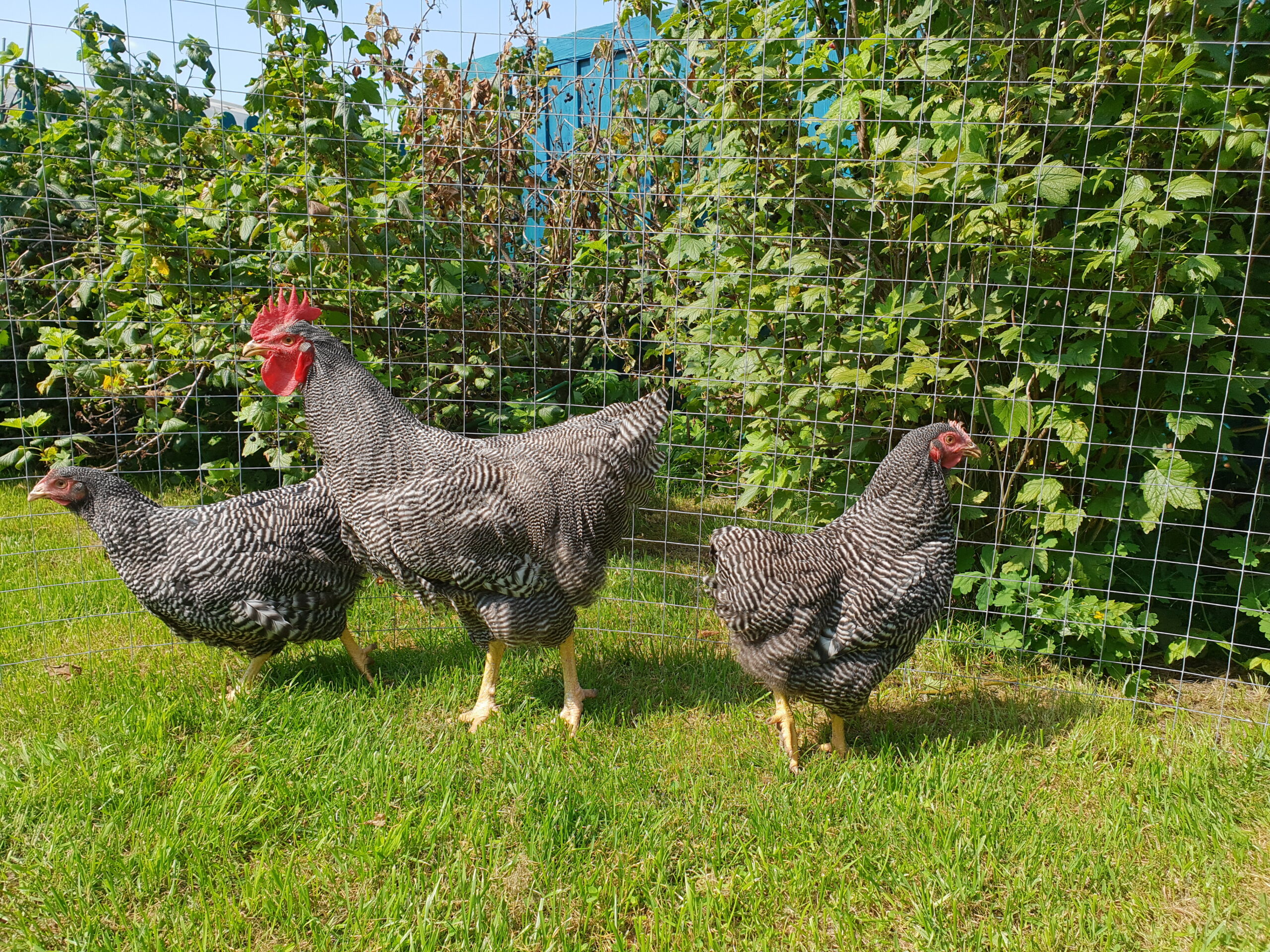 Cuckoo Maran Chicken Breed 