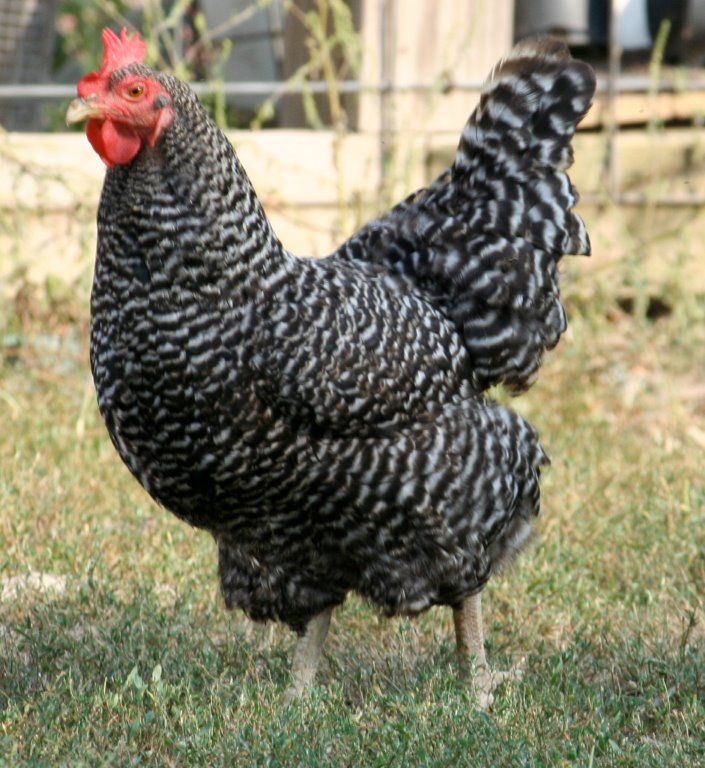 Cuckoo Maran Chicken Breed 