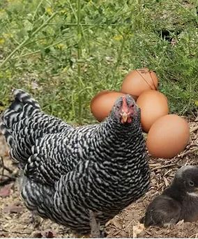 Plymouth Barred Rock Chicken Breed egg colour