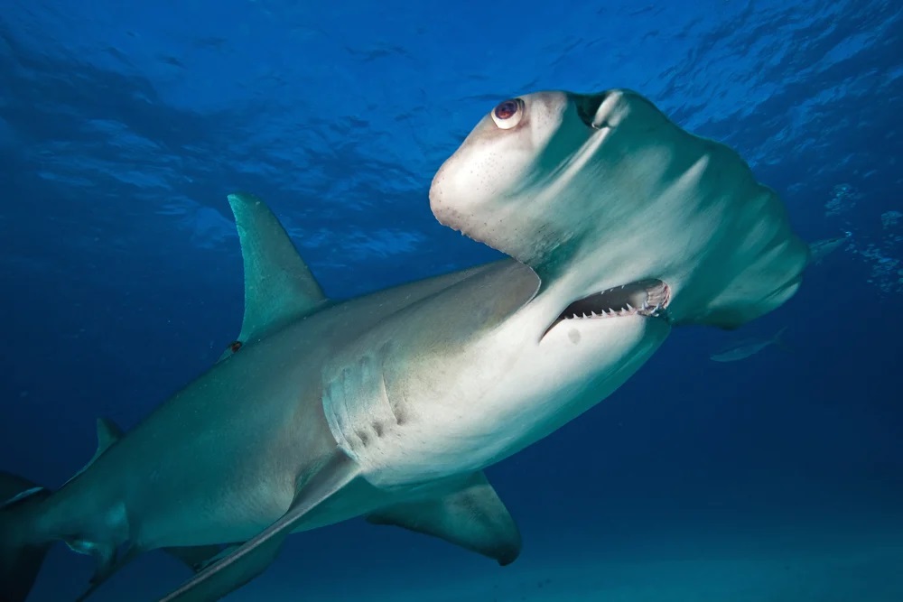 Do Hammerheads Attack Humans?