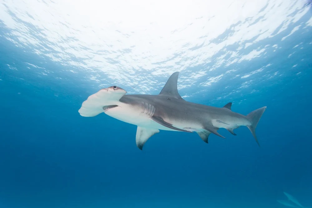 Do Hammerheads Attack Humans?