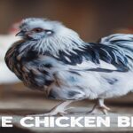 Silkie Chicken Breed: Guide to Egg Colour, Lifespan, and More