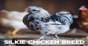 Silkie Chicken Breed: Guide to Egg Colour, Lifespan, and More