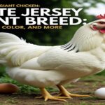 White Jersey Giant Chicken Breed: Size, Egg Color, and More