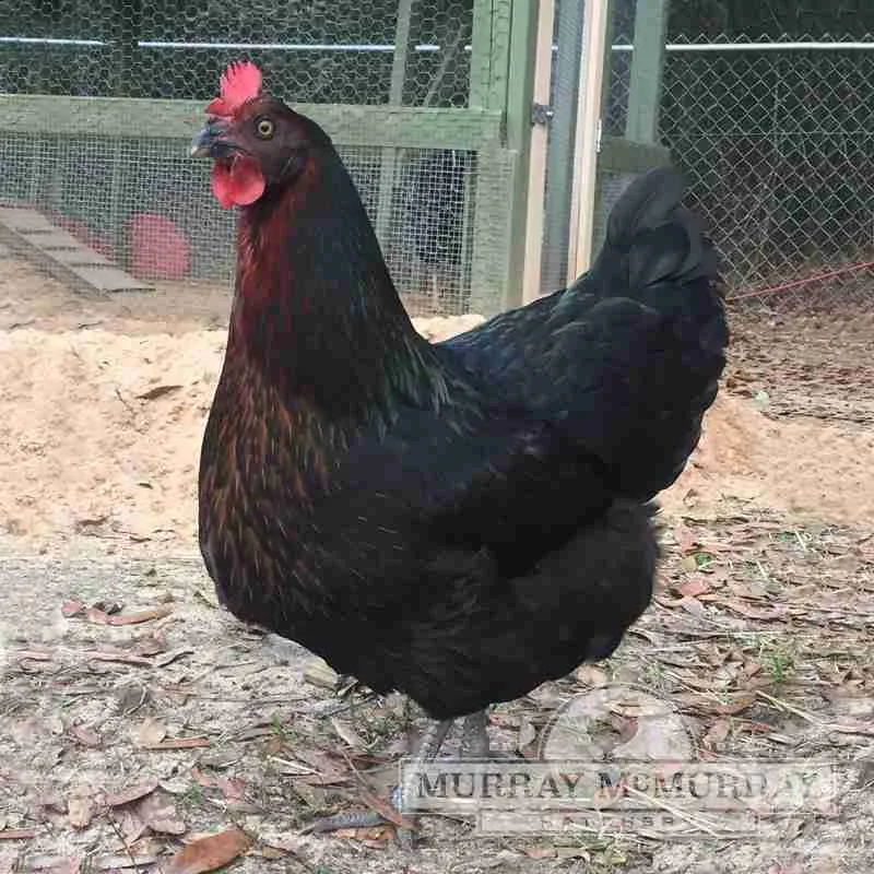 Black Sex Link Chicken Breed