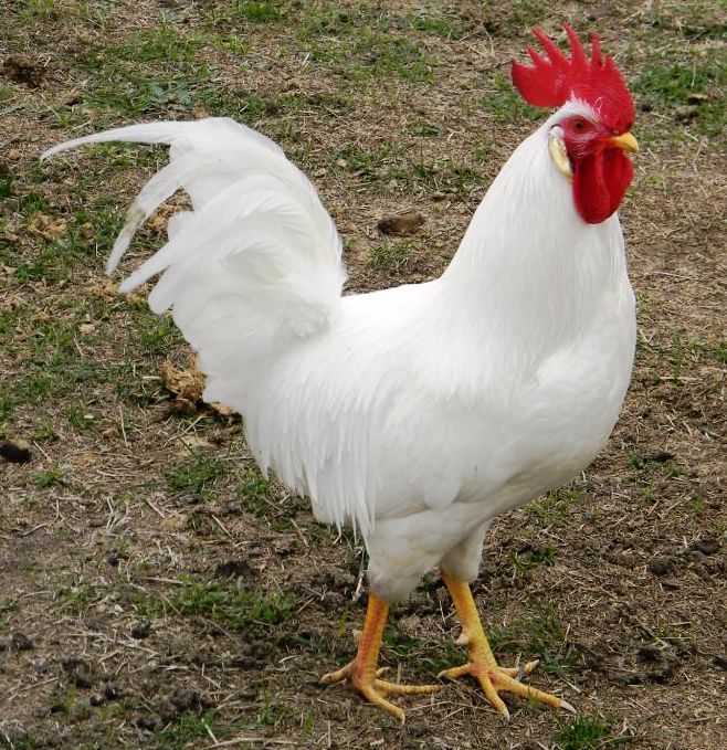 White Leghorn Chicken Breed