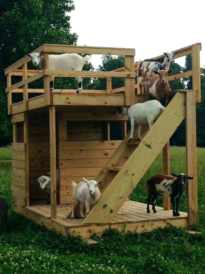 Cheap Goat Toys for Enrichment and Entertainment