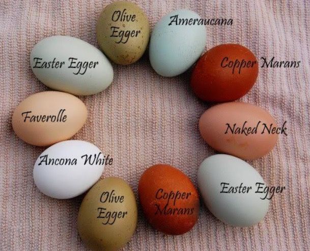 Easter Egger Chicken Breed Eggs