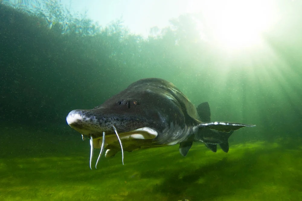 Do Sturgeon Attack Humans?
