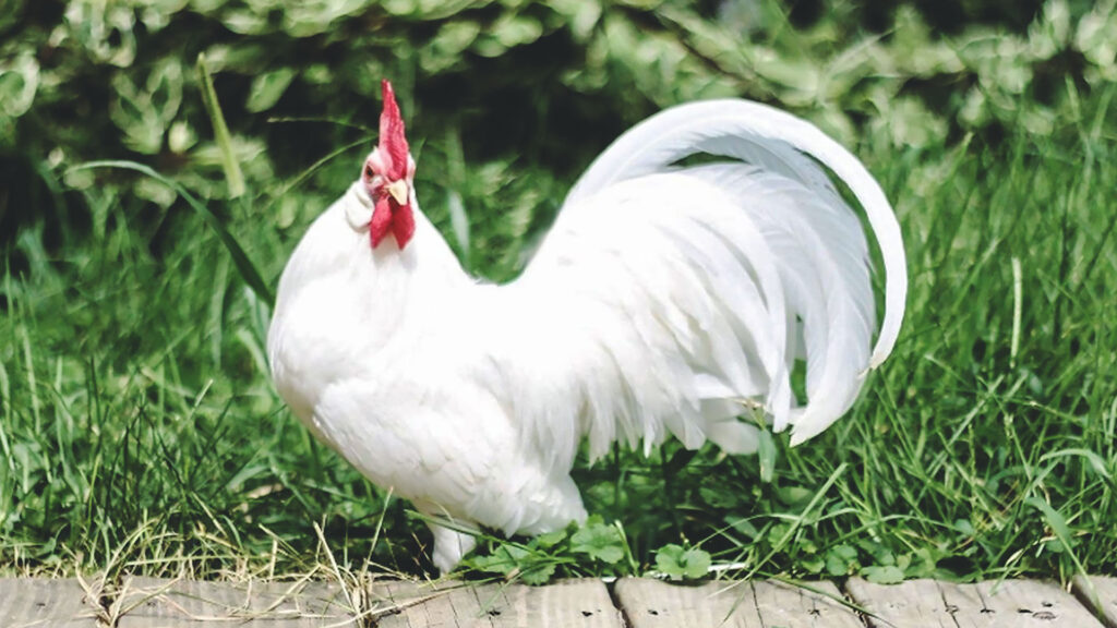 White Leghorn Chicken Breed lifespan