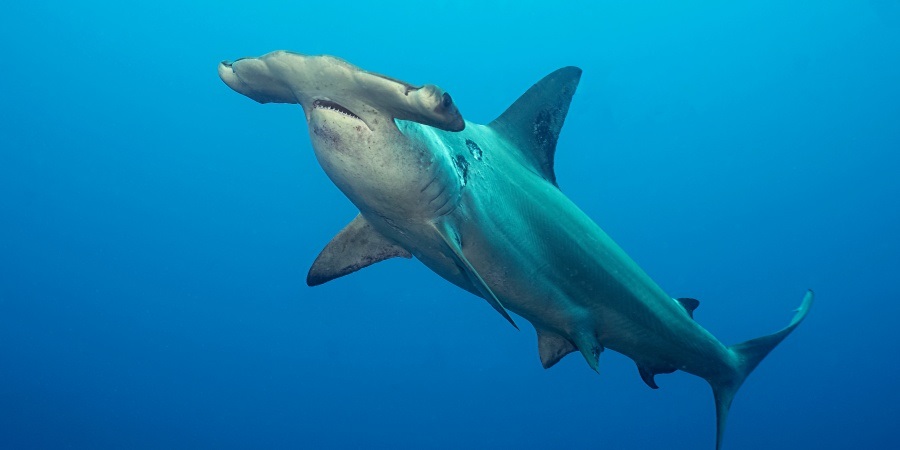 Do Hammerheads Attack Humans?