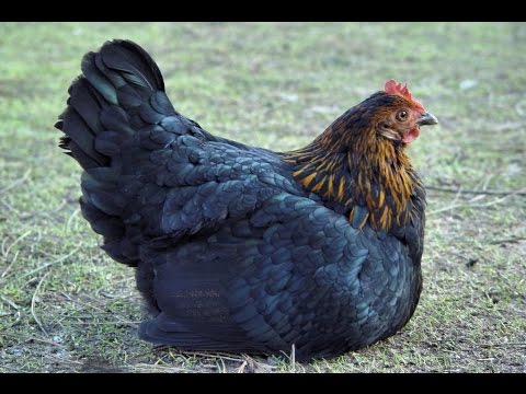 Black Sex Link Chicken Breed