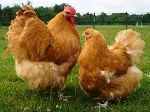 Buff Orpington Chicken Breed