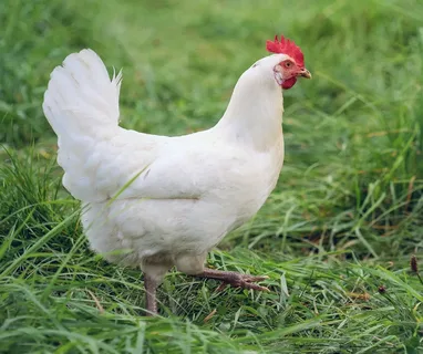 Sapphire Splash Chicken Breed