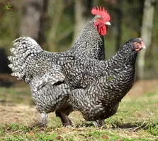 Cuckoo Maran Chicken Breed 