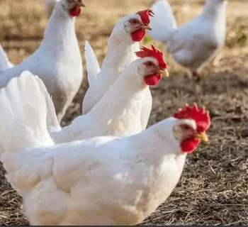 White Leghorn Chicken Breed