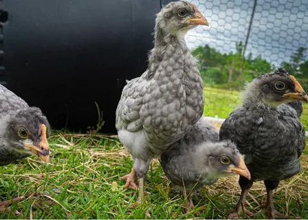 Sapphire Olive Egger Chicken Breed