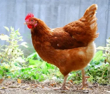 ISA Brown Chicken Breed,Characteristics