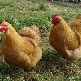 Buff Orpington Chicken Breed 