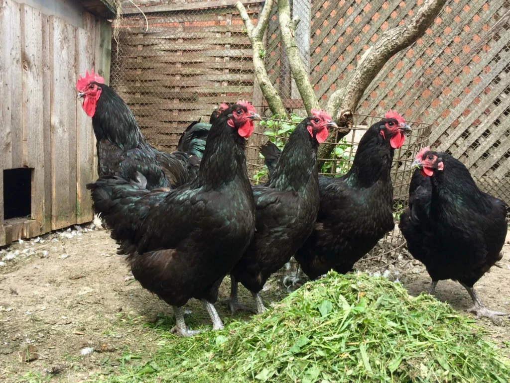 Black Sex Link Chicken Breed