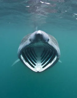 Do Basking Sharks Attack Humans? 