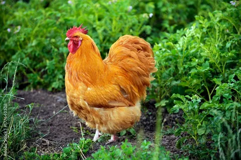 Buff Orpington Chicken Breed 