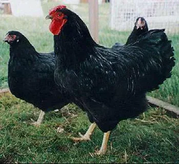 Black Sex Link Chicken Breed