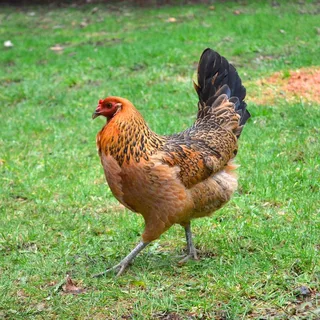 Easter Egger Chicken Breed