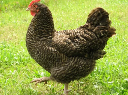 Cuckoo Maran Chicken Breed