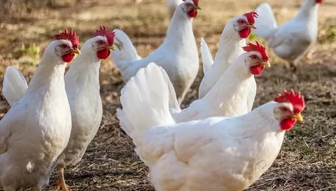 White Leghorn Chicken Breed