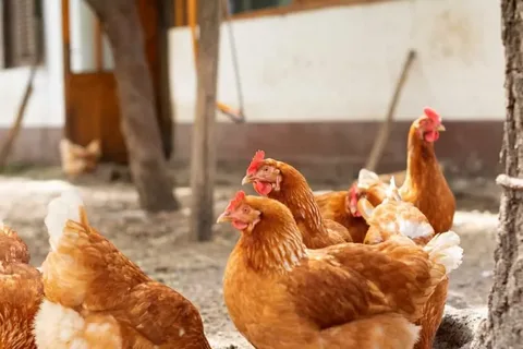 Cinnamon Queen Chicken Breed Egg Production