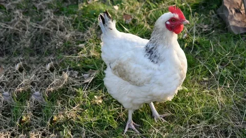 Sapphire Splash Chicken Breed