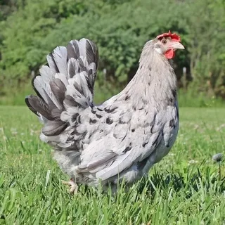 Sapphire Olive Egger Chicken Breed