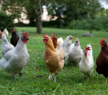 Perfect Chicken Name By Color