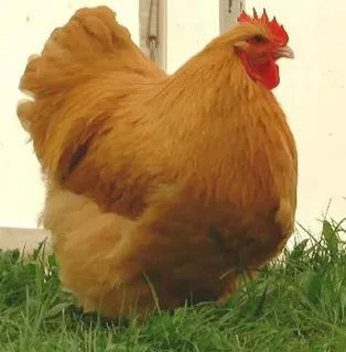 Buff Orpington Chicken Breed 