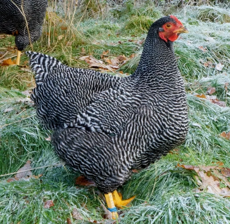 Cuckoo Maran Chicken Breed