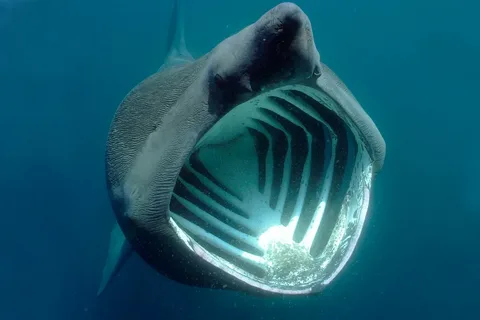 Do Basking Sharks Attack Humans? 