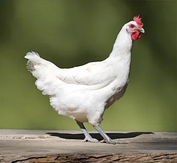 Sapphire Splash Chicken Breed