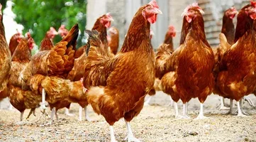 ISA Brown Chicken Breed