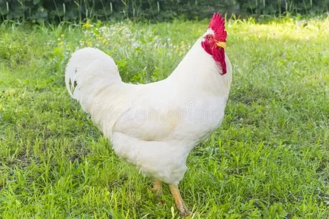 White Leghorn Chicken Breed